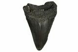 Fossil Megalodon Tooth - South Carolina #295885-1